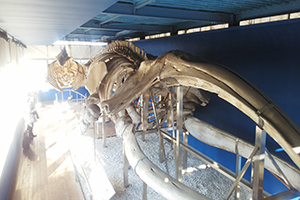 大学内「鯨ギャラリー」の骨格標本